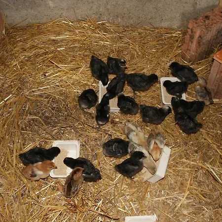 Malomdűlő Farmház