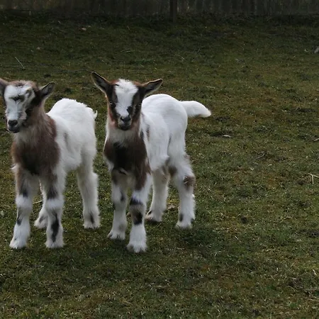 Malomdűlő Farmház * Pilisborosjenő