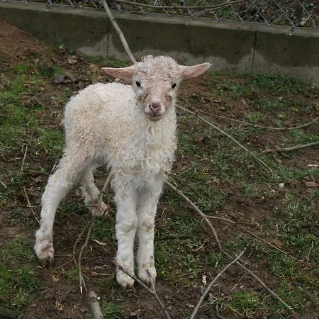 منزل ريفي Malomdulo Farmhaz