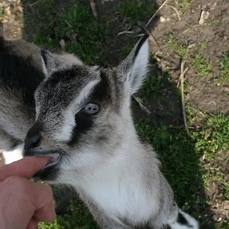 منزل ريفي Malomdulo Farmhaz