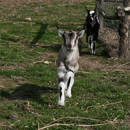 Malomdulo Farmhaz Pilisborosjeno