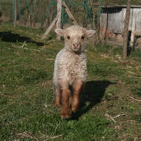 منزل ريفي Malomdulo Farmhaz Pilisborosjenő