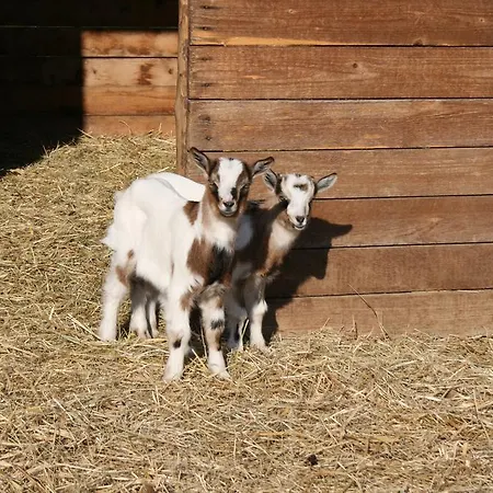 Malomdűlő Farmház