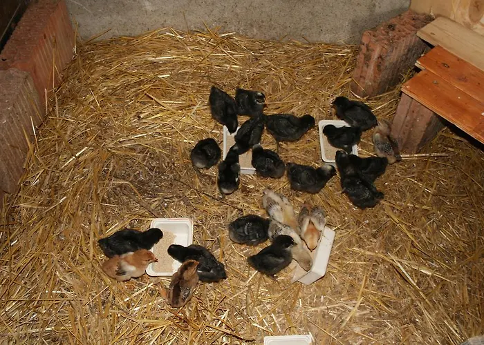 Malomdulo Farmhaz