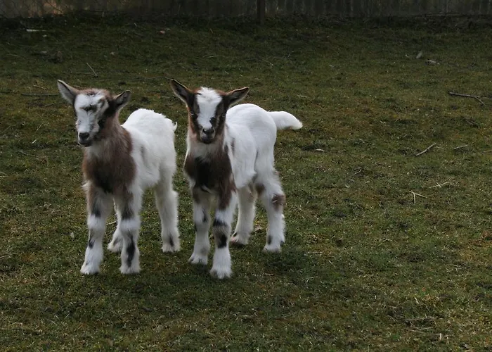 Malomdulo Farmhaz * Pilisborosjenő