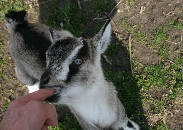 Lantställe Malomdulo Farmhaz