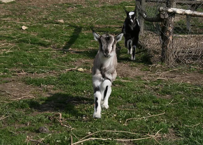 Malomdulo Farmhaz Pilisborosjenő